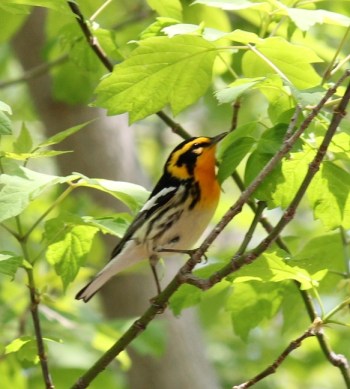 Blackburnian Warbler at Magee Marsh during migration