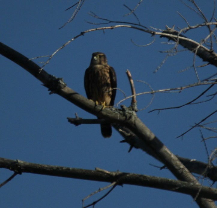 Broad-winged Hawk to confirm (4)