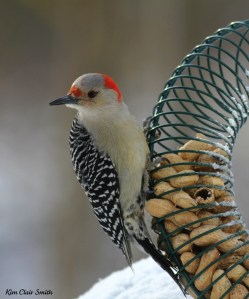 Female Red-bellied Woodpecker