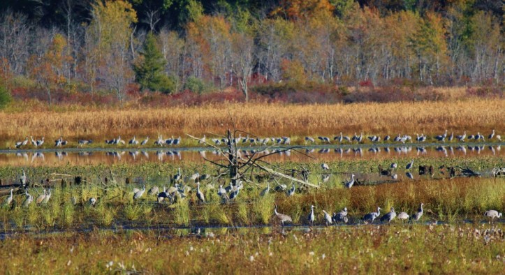Cranes in marsh - keep