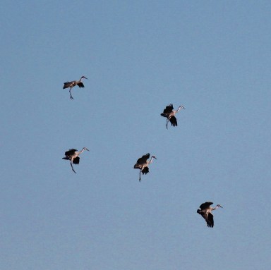 Cranes landing with legs hanging down