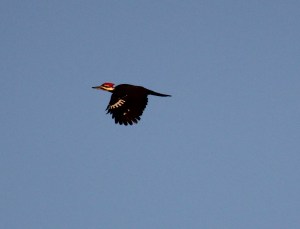 Pileated Woodpecker in flight - blog