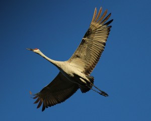 Sandhill Crane in flight