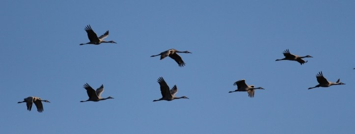 Sandhill Cranes in formation (1024x387)