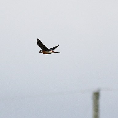 American Kestrel in flight (1)