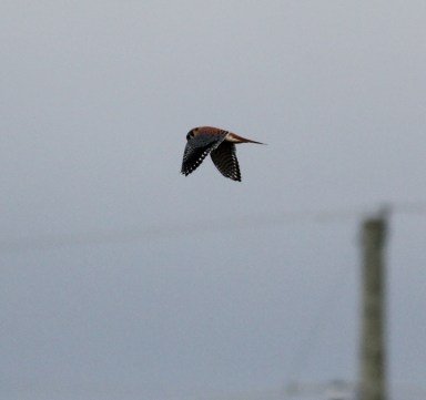 American Kestrel in flight (3)
