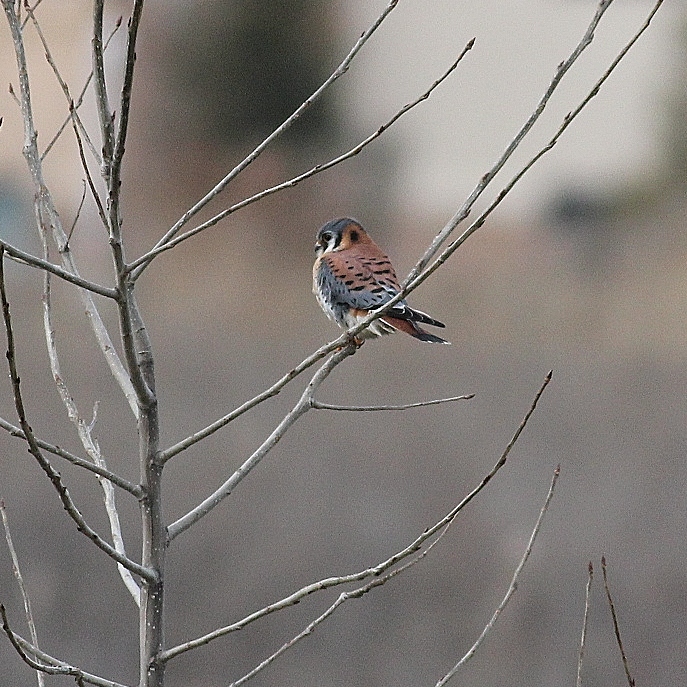 American Kestrel in tree - close crop but good