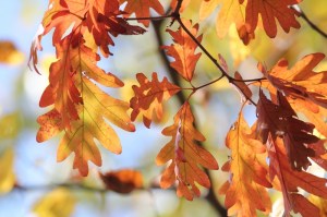 Fall leaves at Addison Oaks (800x533)