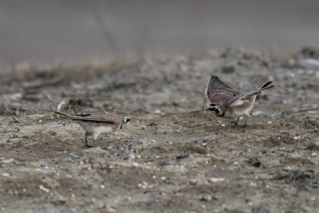 Beat it, buddy -- I found it first!