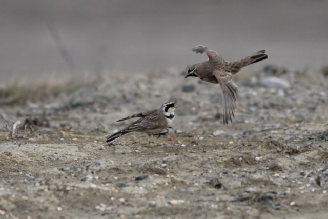 Ok, let's do this....