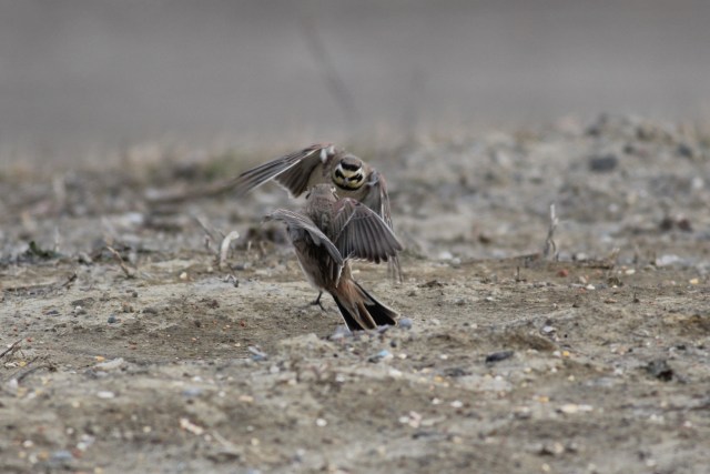 Bam! Zowie! Whoof! (Batman references anyone?)