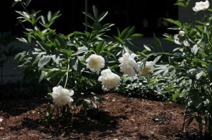 Duchesse de Nemours Peonies at my former home