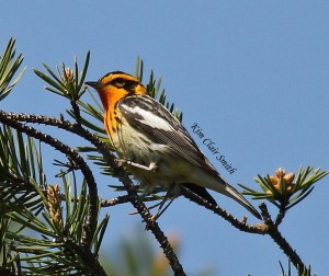 Blackburnian Warbler in Tawas, MI