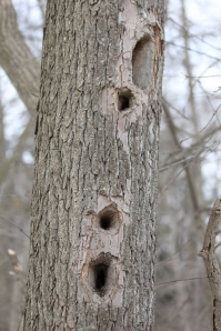 Pileated Woodpecker holes from previous years (533x800)