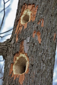 Pileated Woodpecker holes in sassafras tree (533x800)