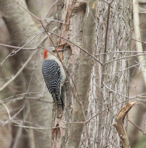 Red-bellied Woodpecker (female) after she bumped the Hairy off her spot!