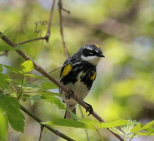 Front view of Yellow-rumped Warbler in spring breeding plumage