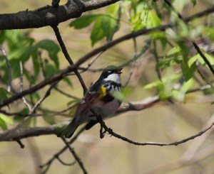 Singing Yellow-rumped Warbler, partially hidden among the leaves