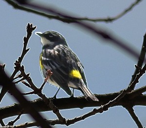 Yellow-rumped Warbler rear view - adjusted lighting