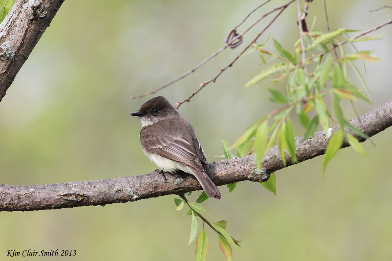 Eastern Phoebe
