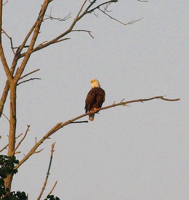 Bald Eagle on bare branch