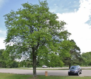Our tree for today's "Single Tree Birding" experiment, a pretty black locust