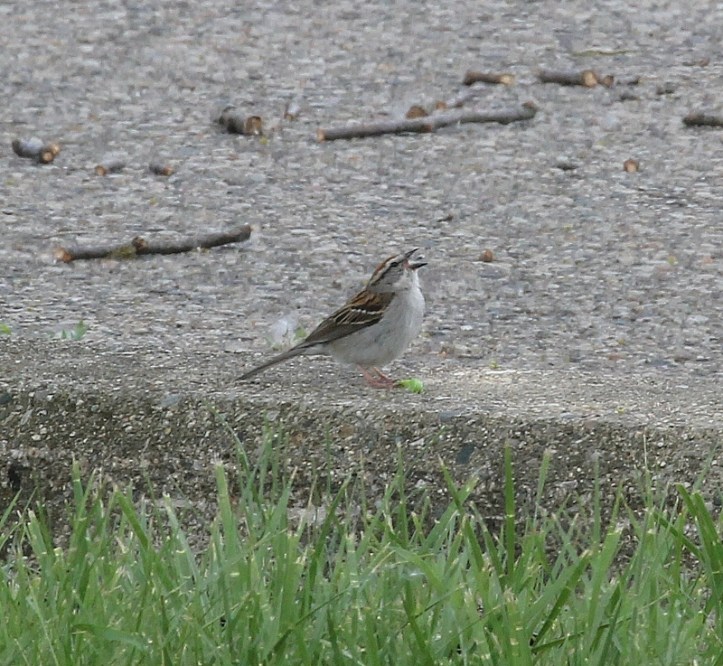 Taking a break from eating to sing again