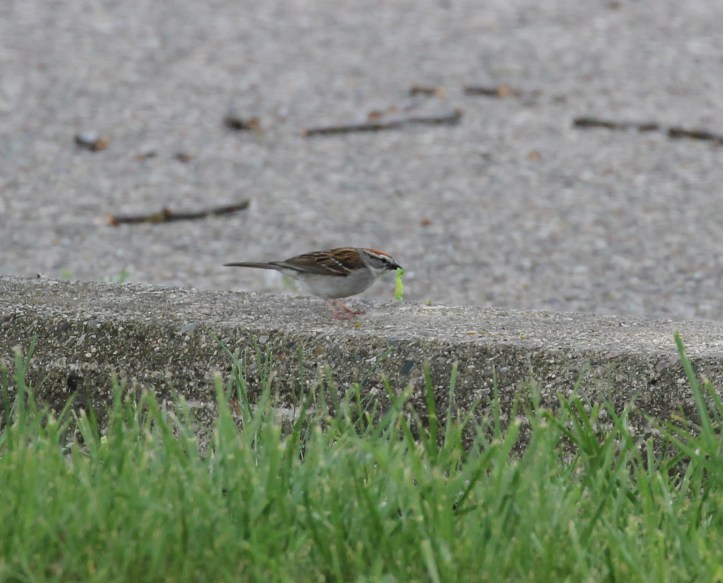 Chipping Sparrow with leaf