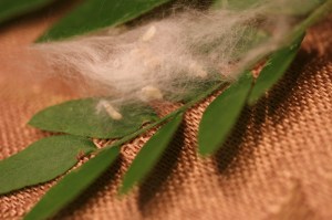 Cottonwood seed puffs and some leaves from the locust tree