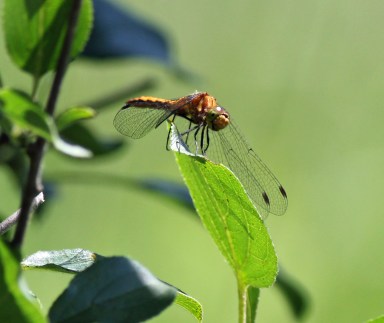 The only dragonfly to sit still for me that day!