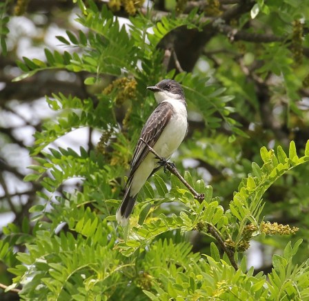 Eastern Kingbird, scouting for flying insects
