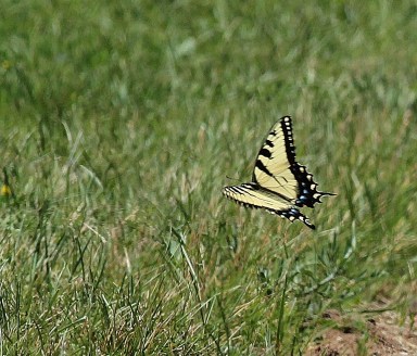 Eastern Tiger Swallowtail