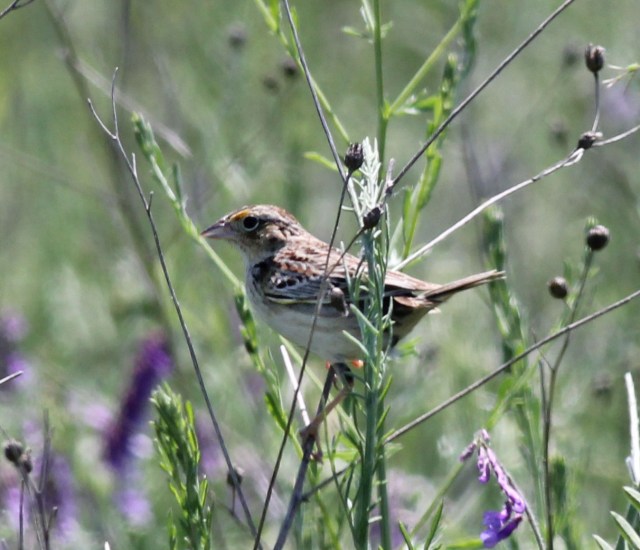 Grasshopper Sparrow to edit v4