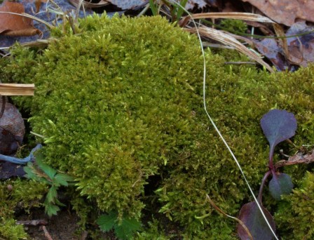 Moss in yard for blog (800x611)
