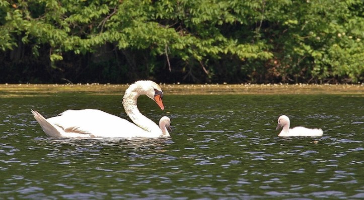 Mute Swan with cygnets. The other parent is just out of the photo frame.