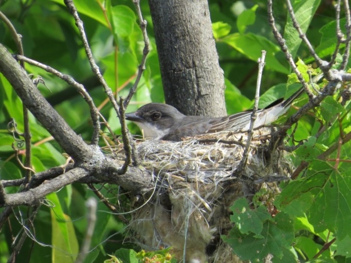 Nesting Kingbird bald mountain 01 by Eric (800x600)