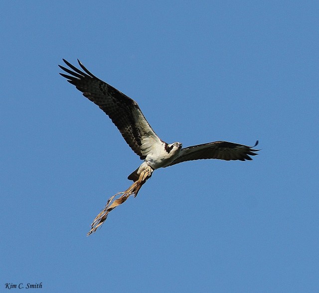 Osprey carrying bedding material to nest