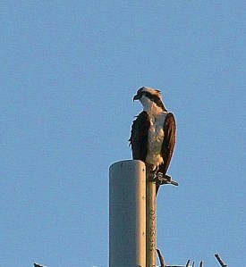 Osprey on cell tower v2