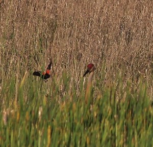 Red-winged Blackbird harassing Sandhill Crane