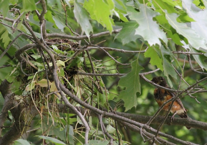 Female robin with a beak full of something, just before entering the nest