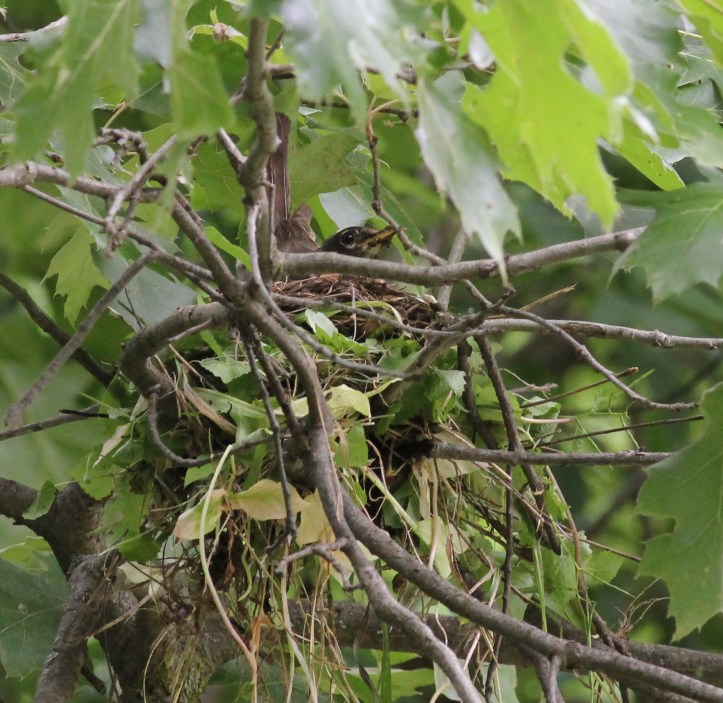 Robin sitting on nest