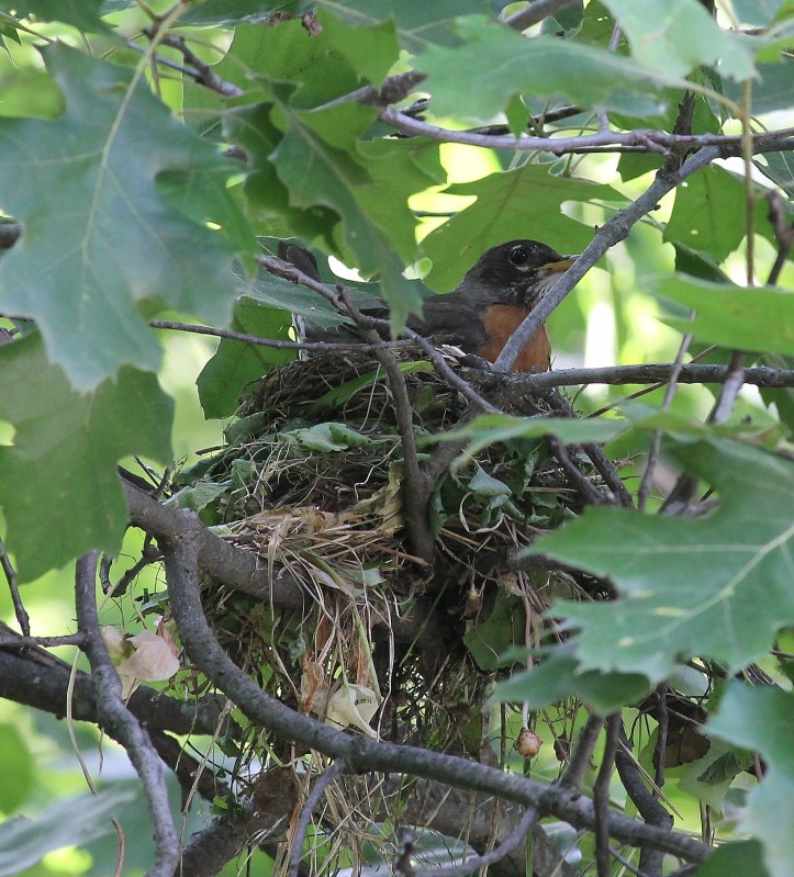 Robin back on the nest after fighting off a cowbird and a chipmunk