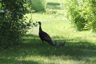 Wild Turkey and six poults (1024x683)