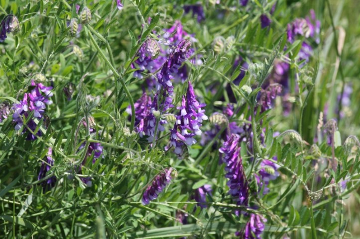 Winter Vetch, aka Hairy Vetch