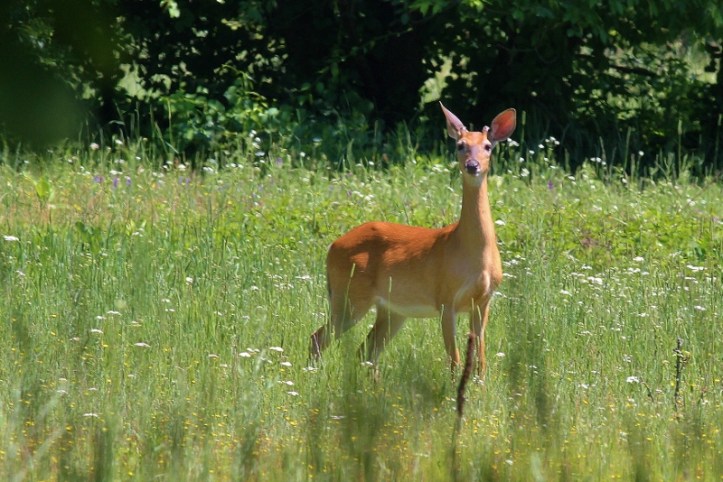 Young buck deer watching me watching him