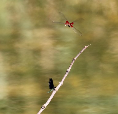 American Rubyspot damselfly