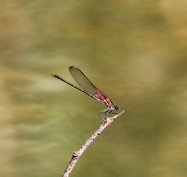 American Rubyspot damselfly male