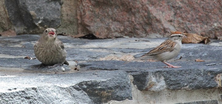 Cowbird baby with Chipping Sparrow parent