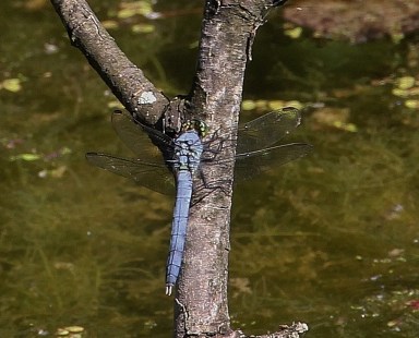 Eastern Pondhawk dragonfly, male