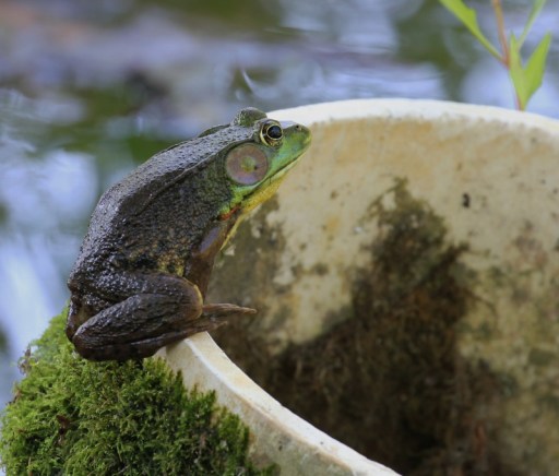 Green Frog, waiting for lunch to fly by